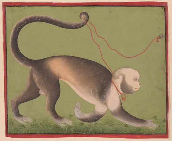 A Monumental Portrait of a Monkey, India, c. 1705–1710, opaque watercolor and gold on paper