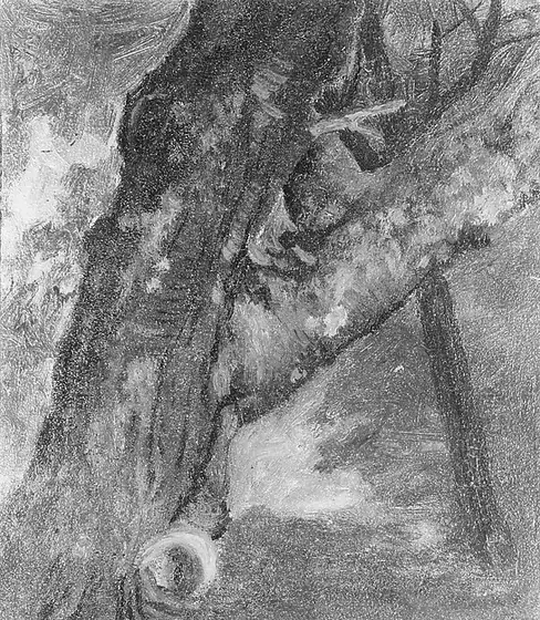 Study of a Tree, Albert Bierstadt, ca. 1864, oil on paper mounted on board
