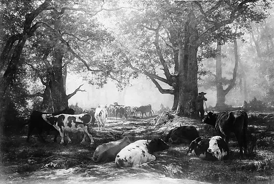 Environs of Fontainebleau: Woodland and Cattle, Rosa Bonheur, 1864, oil on canvas