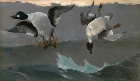 We look onto two black-headed ducks twisting and flailing midair against a slate-gray landscape in this horizontal painting. The silvery white body of the bird to our left faces us as its neck twists to our left, its black wings extended.