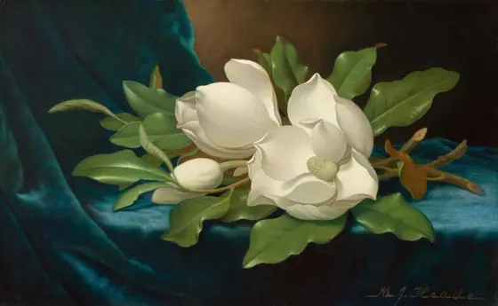 Twigs of a magnolia tree with light green, glossy leaves and three cream-white blossoms lie on a sapphire-blue cloth in this horizontal still life painting.